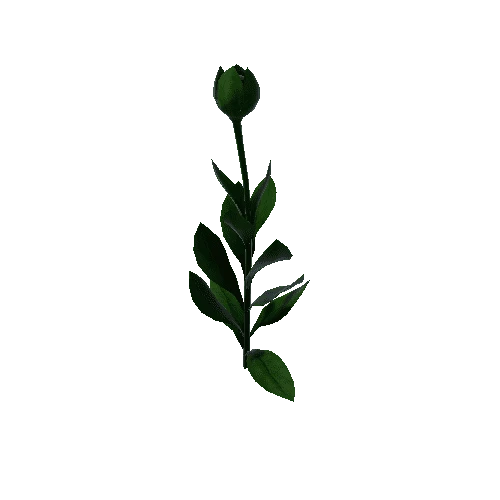 Flower Calceolaria Uniflora 5.3